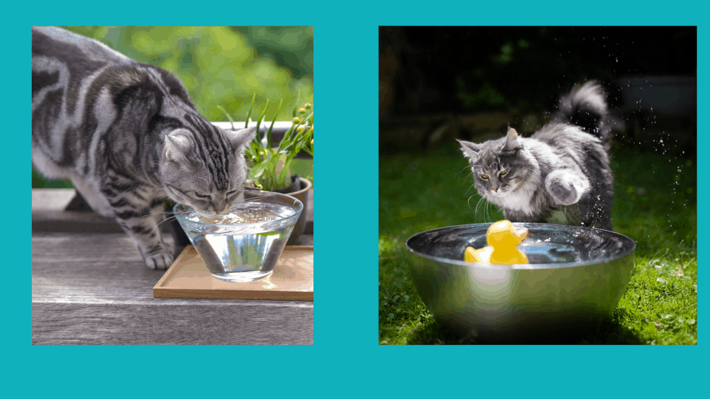 do cats like water