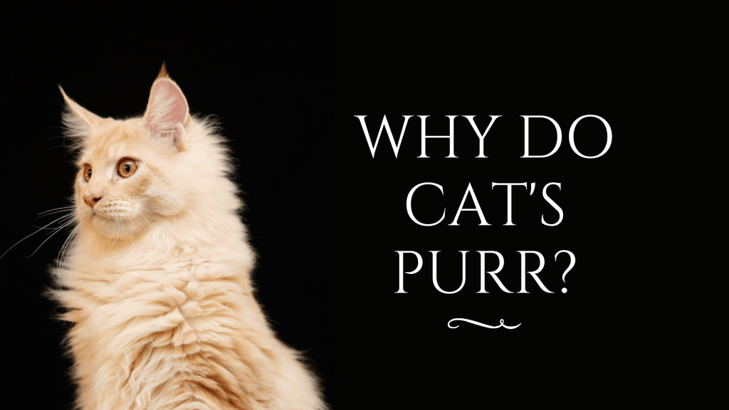 cat purr, cat communication, kitten purr