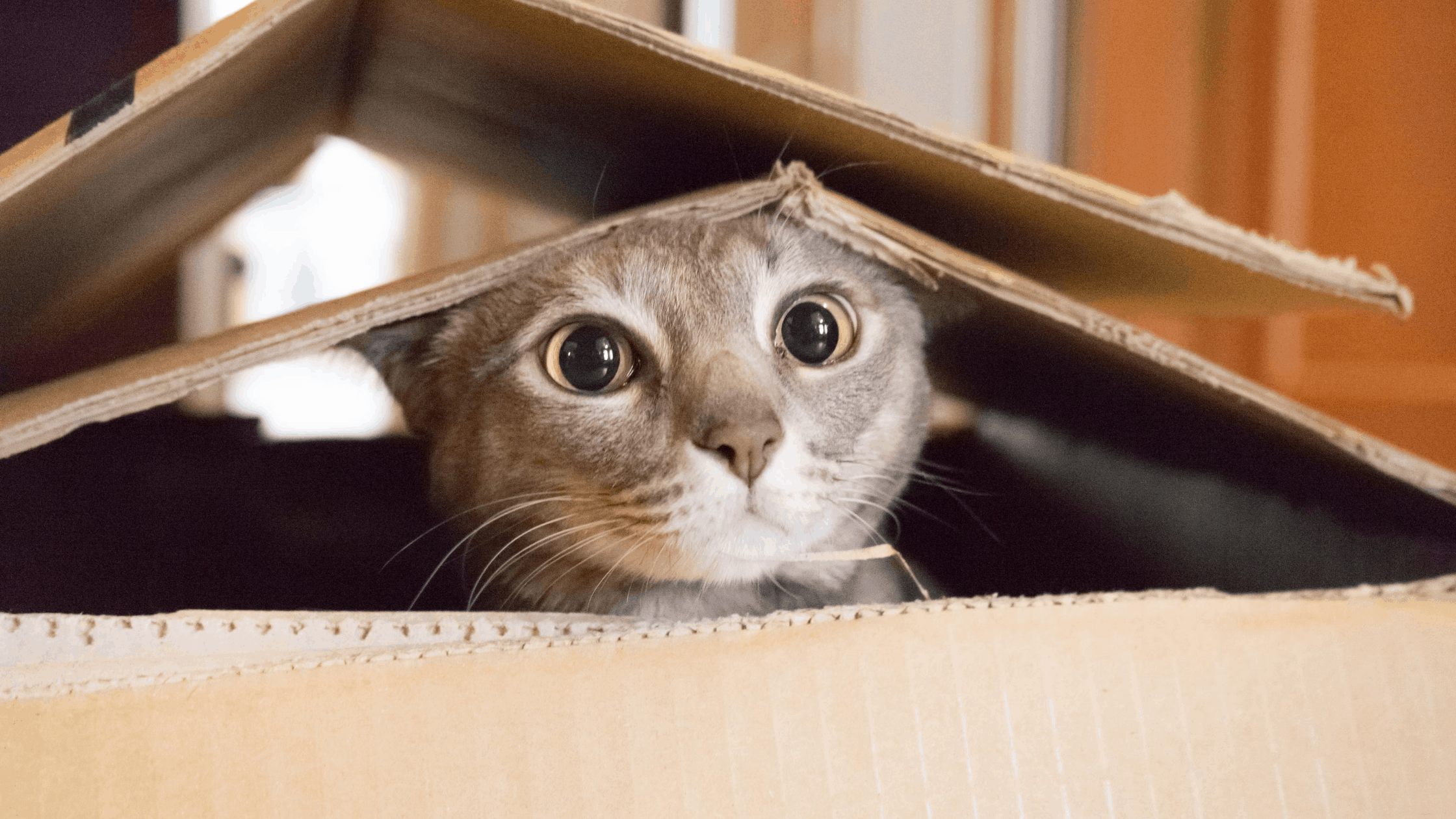 Cat Cardboard Fun, Cat in Boxes