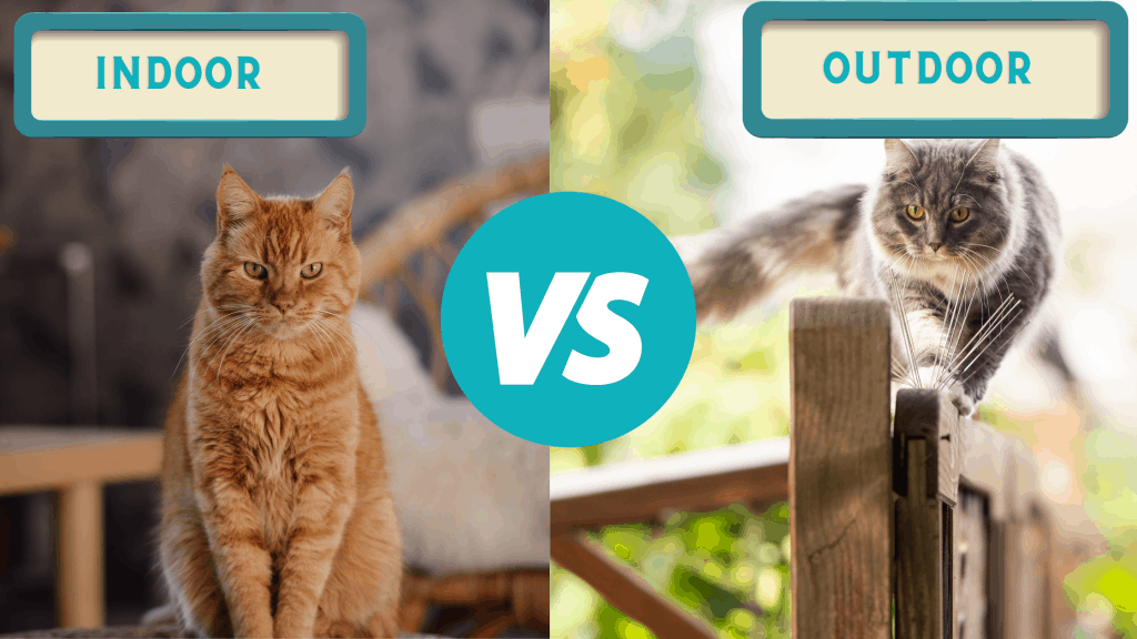 indoor cat, outdoor cat, cats, cat play, catio