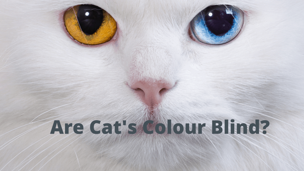colour blind cats