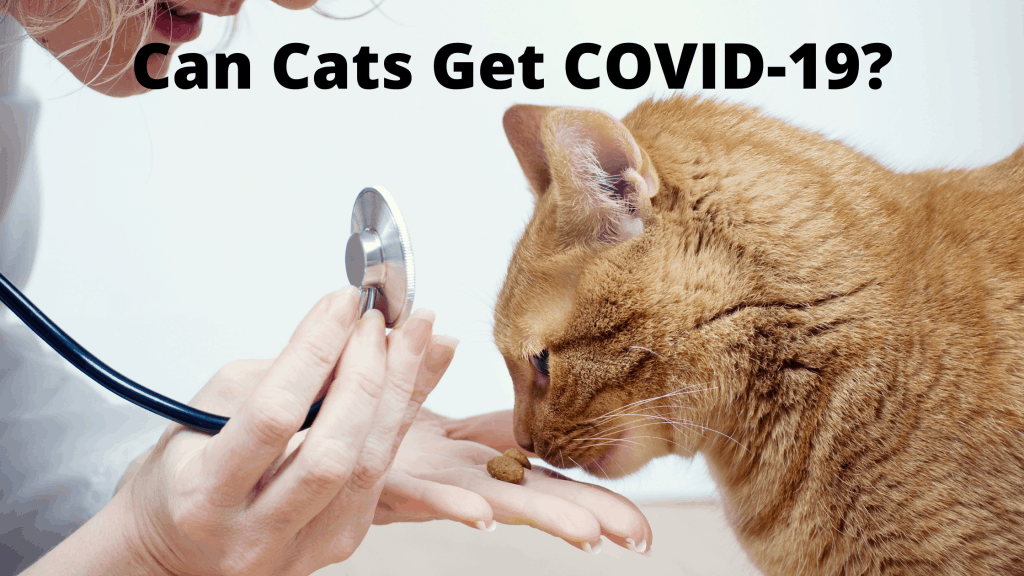 COVID-19 in pets
