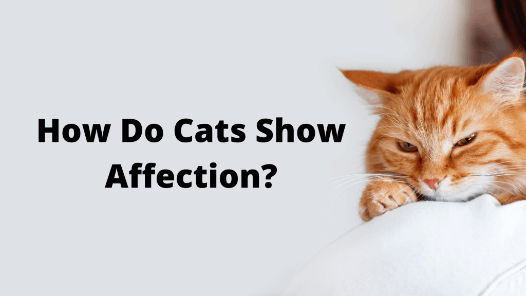 affection in cats