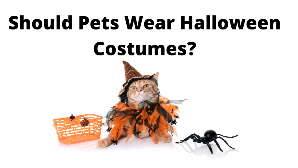 costumes for pets