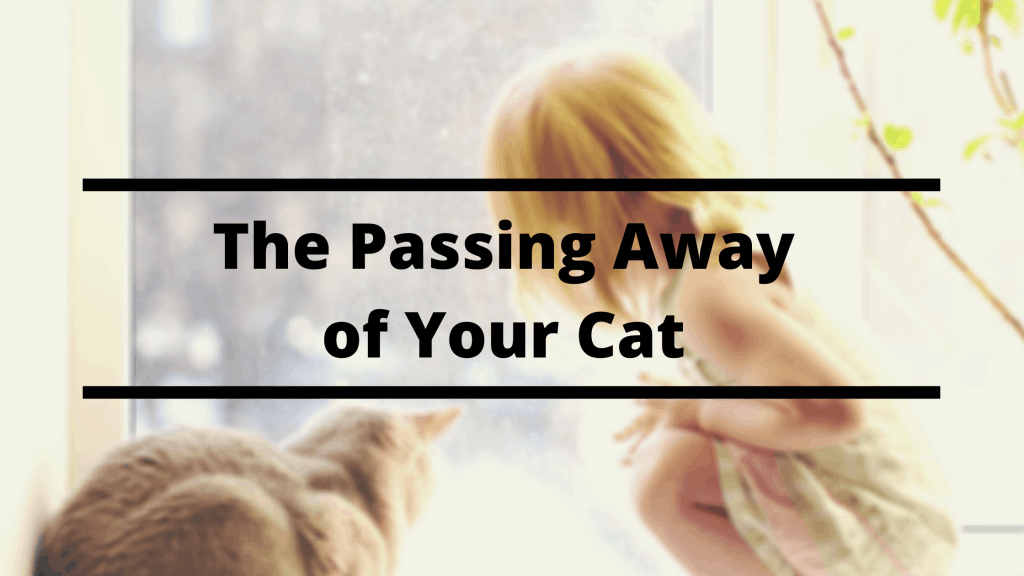 cat grief, cat burial, death of a pet