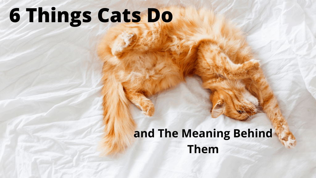 6 things cats do