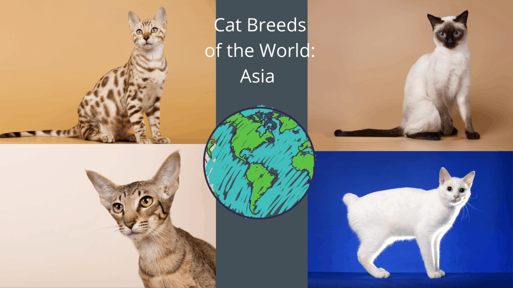 asian cats