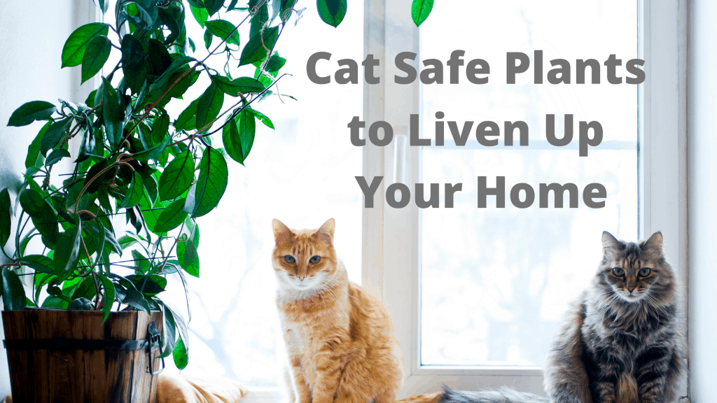 Cat safe plants