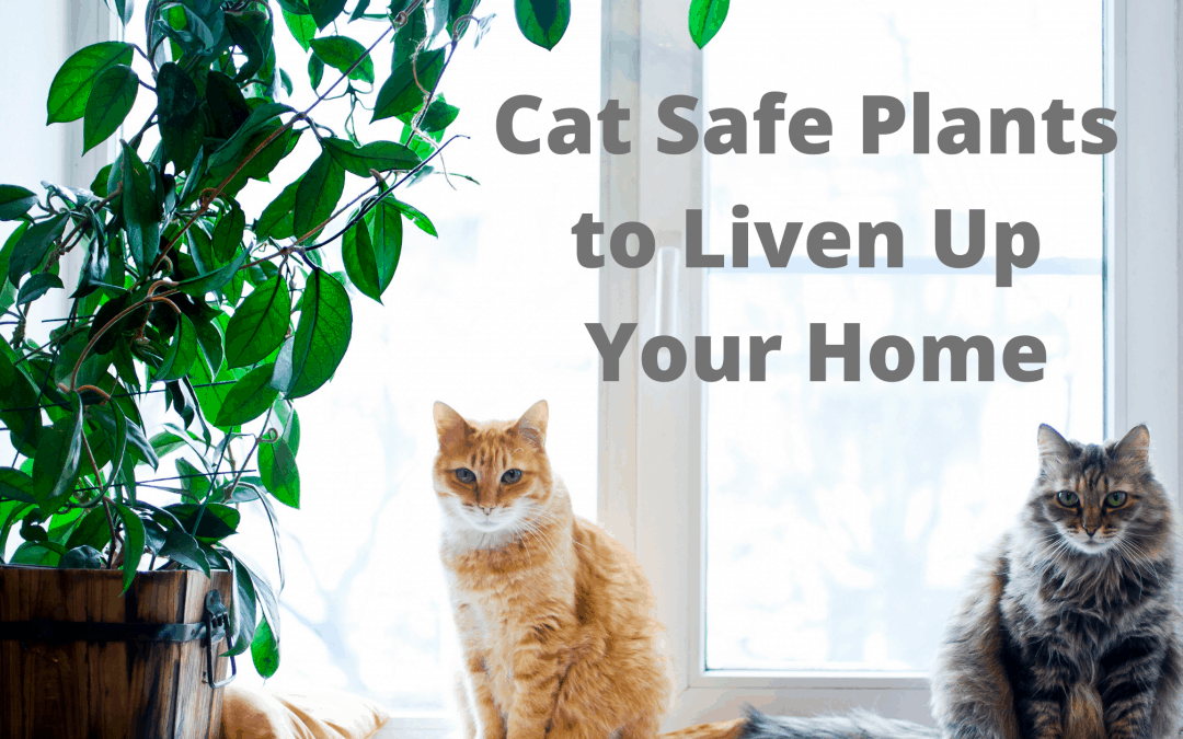 Cat Safe Plants to Liven Up Your Home