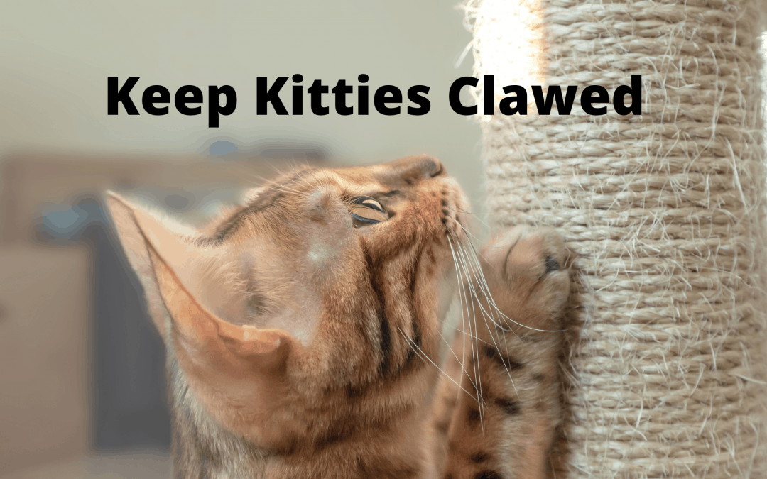 Keep Kitties Clawed