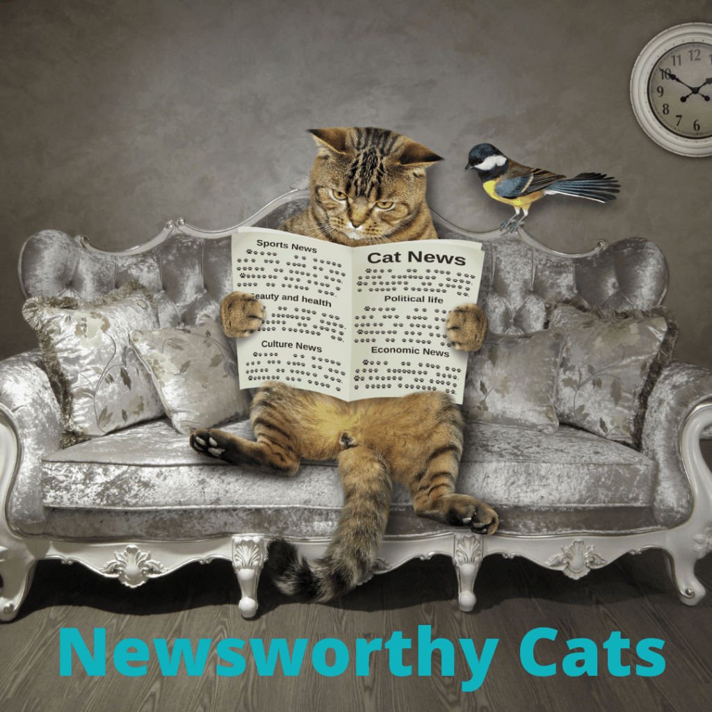 cats in the news