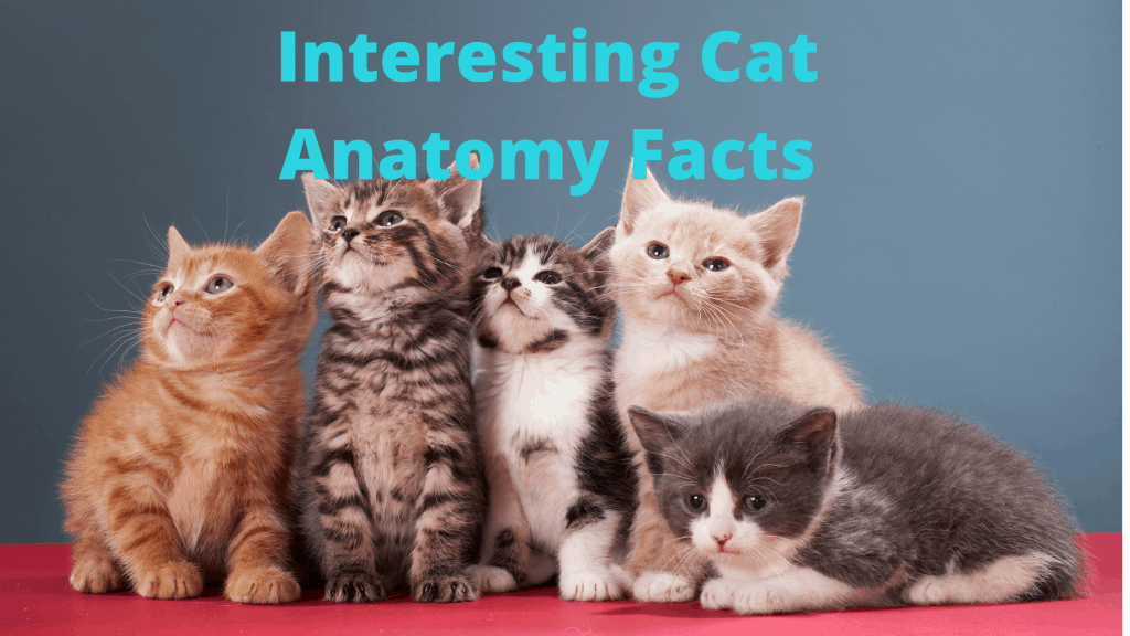 Anatomy Facts of Cats
