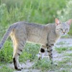 African Wildcat
