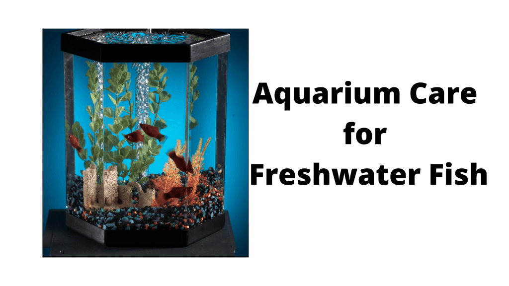 Aquarium Care