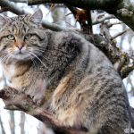 Felis Silvestris