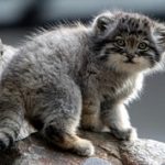 Felis Manul