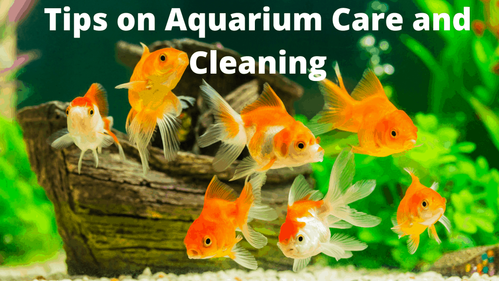 Tips on Aquarium Care