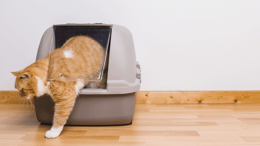 The Scoop on Cat Litter