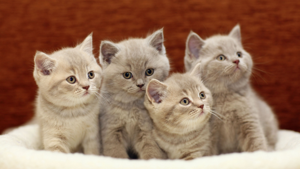 kittens