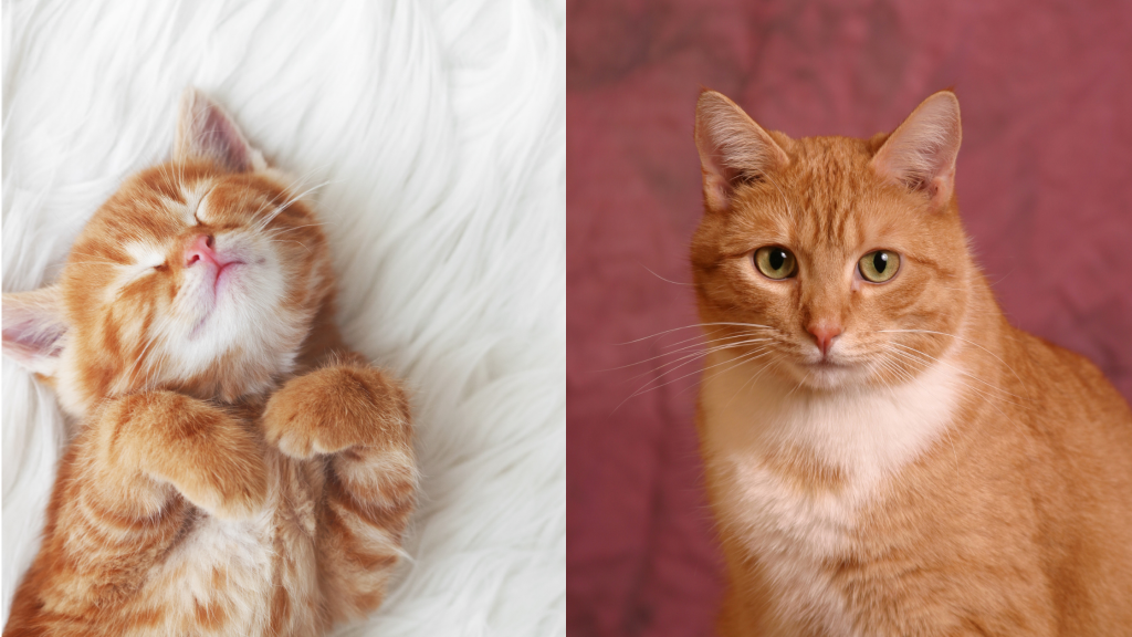 aging cat health