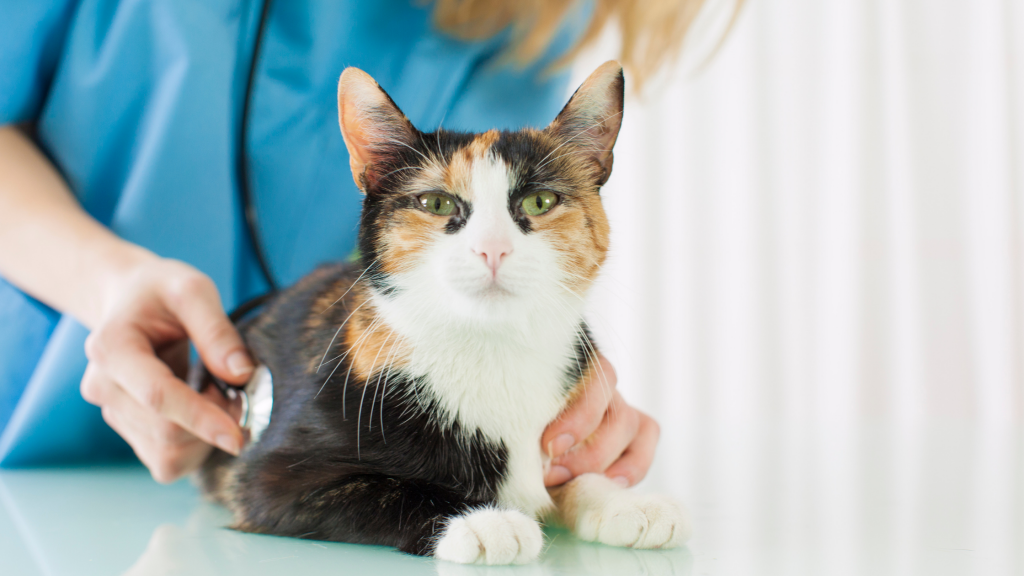 Asthma in cats