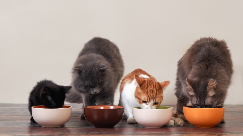 Basic cat nutrition