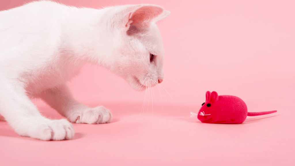 playing with cats