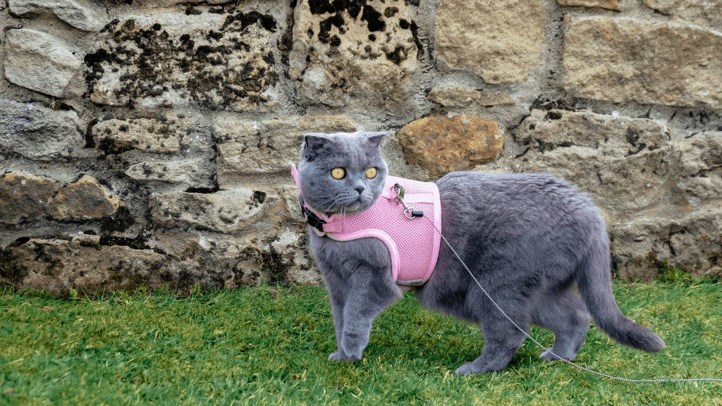 Walking cat on a leash