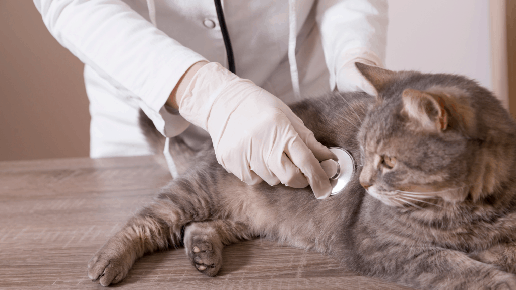 Post Op care for cats