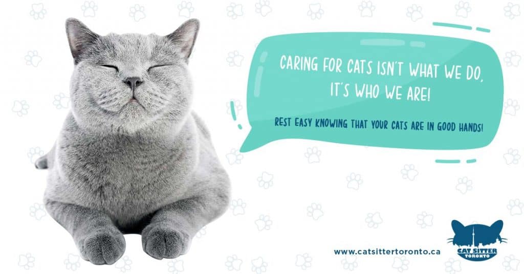 What Cat Services are Best for your cat?