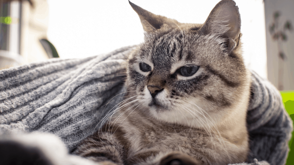 !0 Household poisonous items for Pets