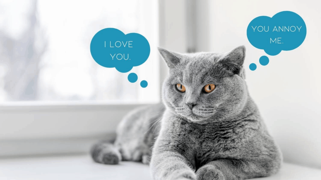 Communicating with cats