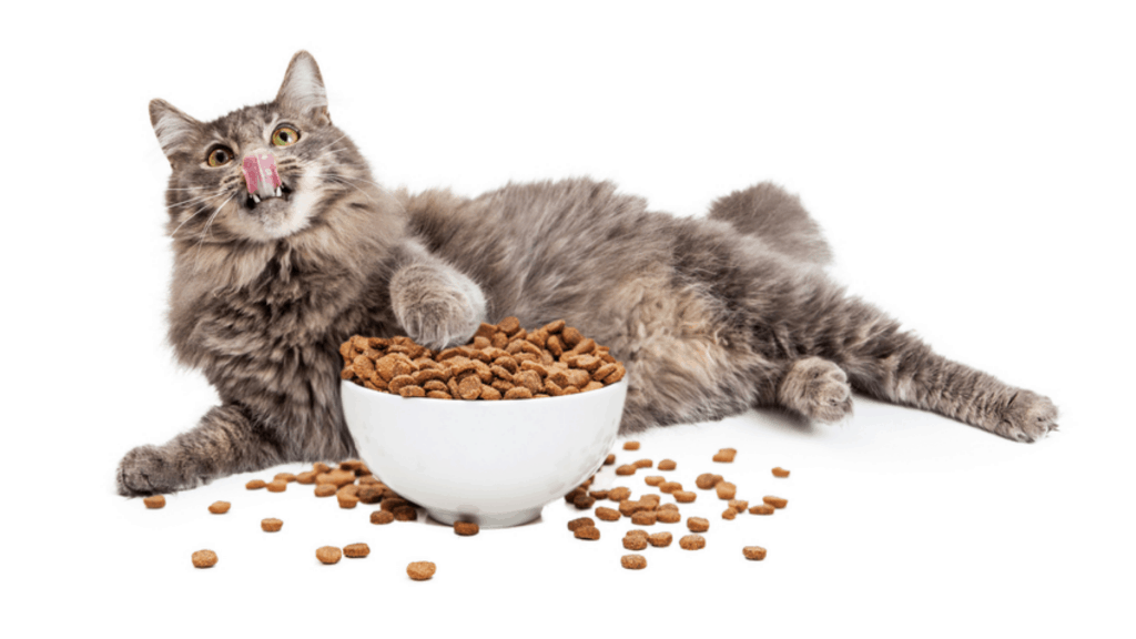 Obesity in cats