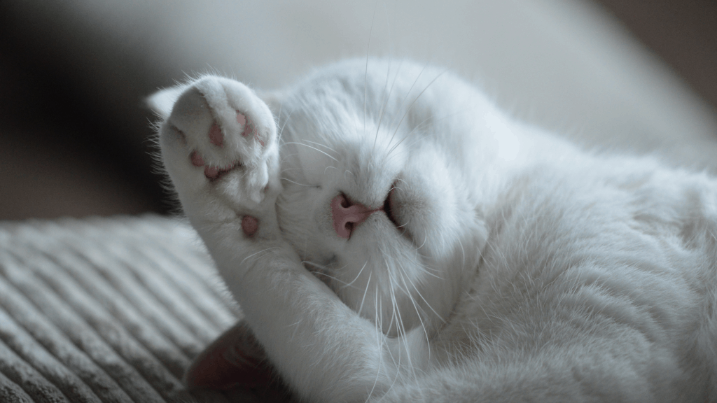 Do Cats Like to Be Hugged?