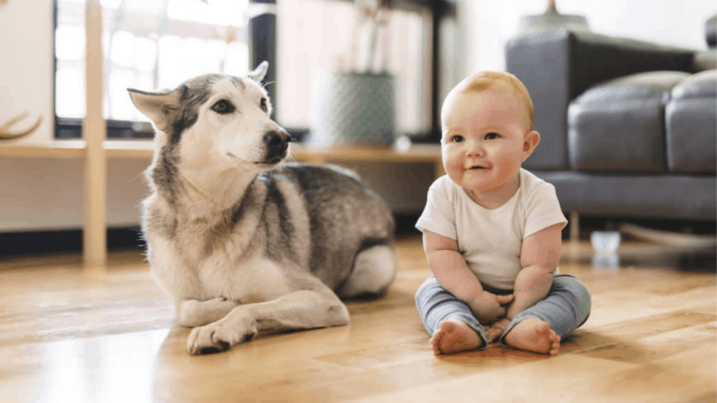 How to introduce a baby to your cat or dog