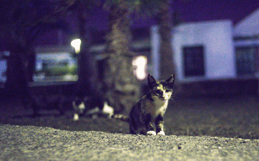 Missing Pets: GTA Tips and Resources