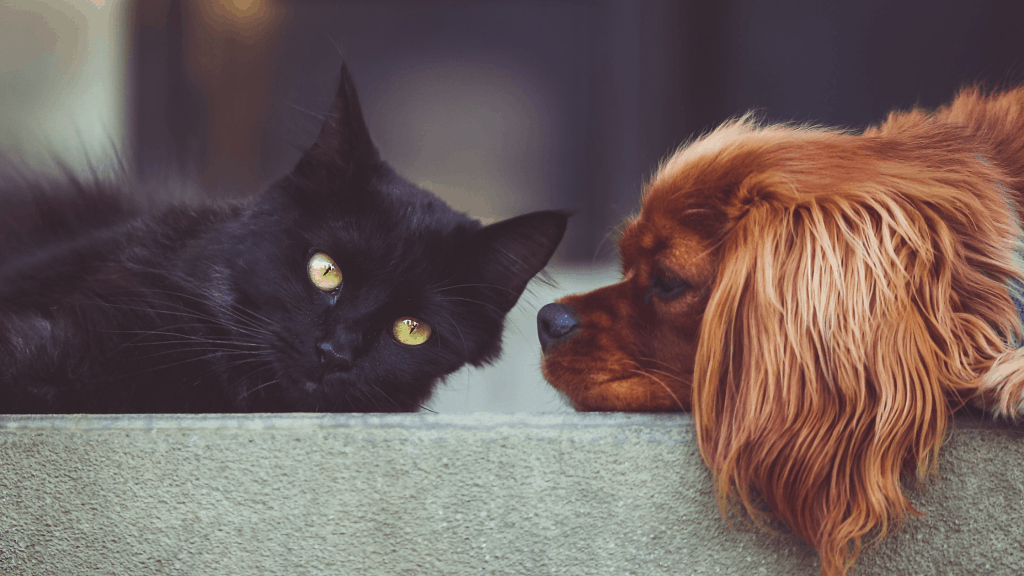Tips to Keep Your Pet Safe From Theft