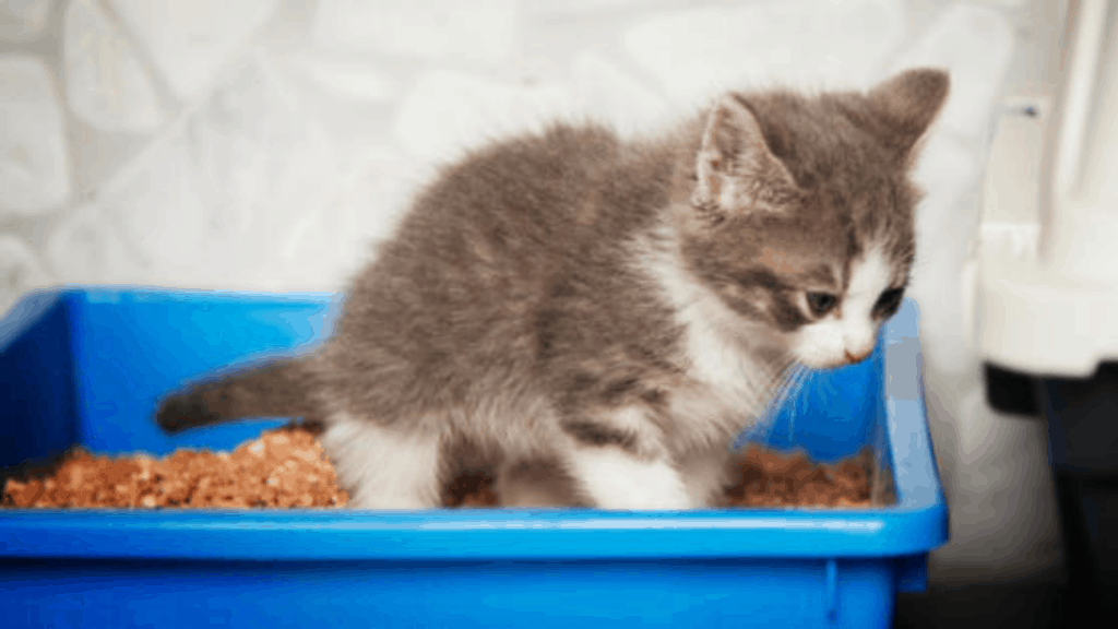 Kitten litter Training