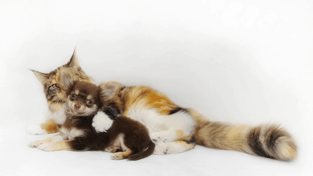 What is Heartworm?