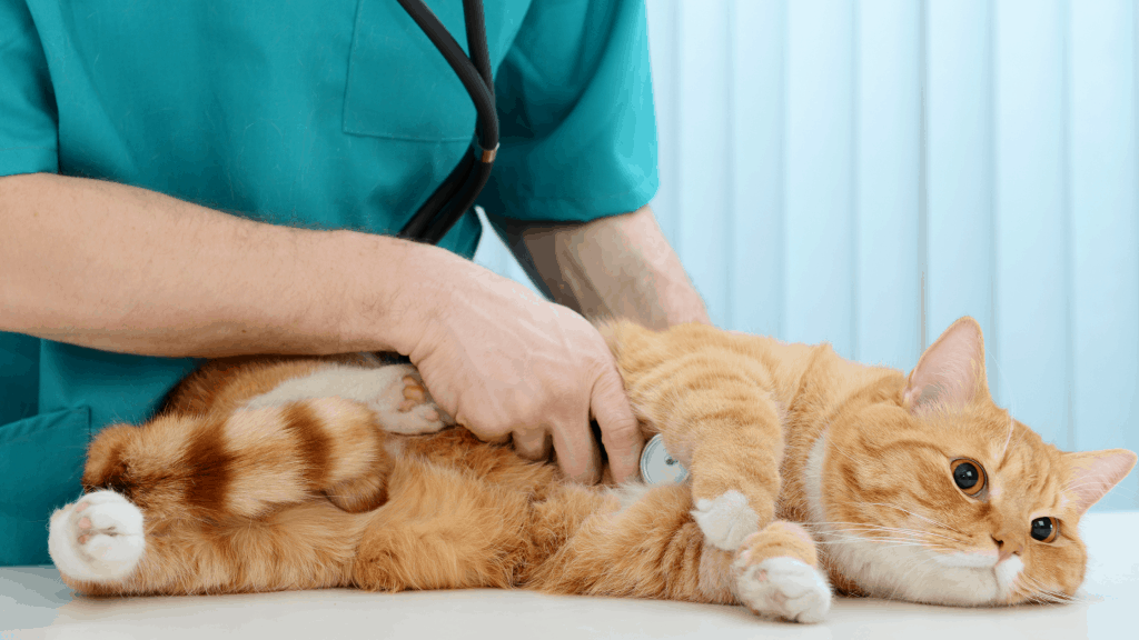 Why spay or Neuter your pet