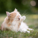 Cat Grooming