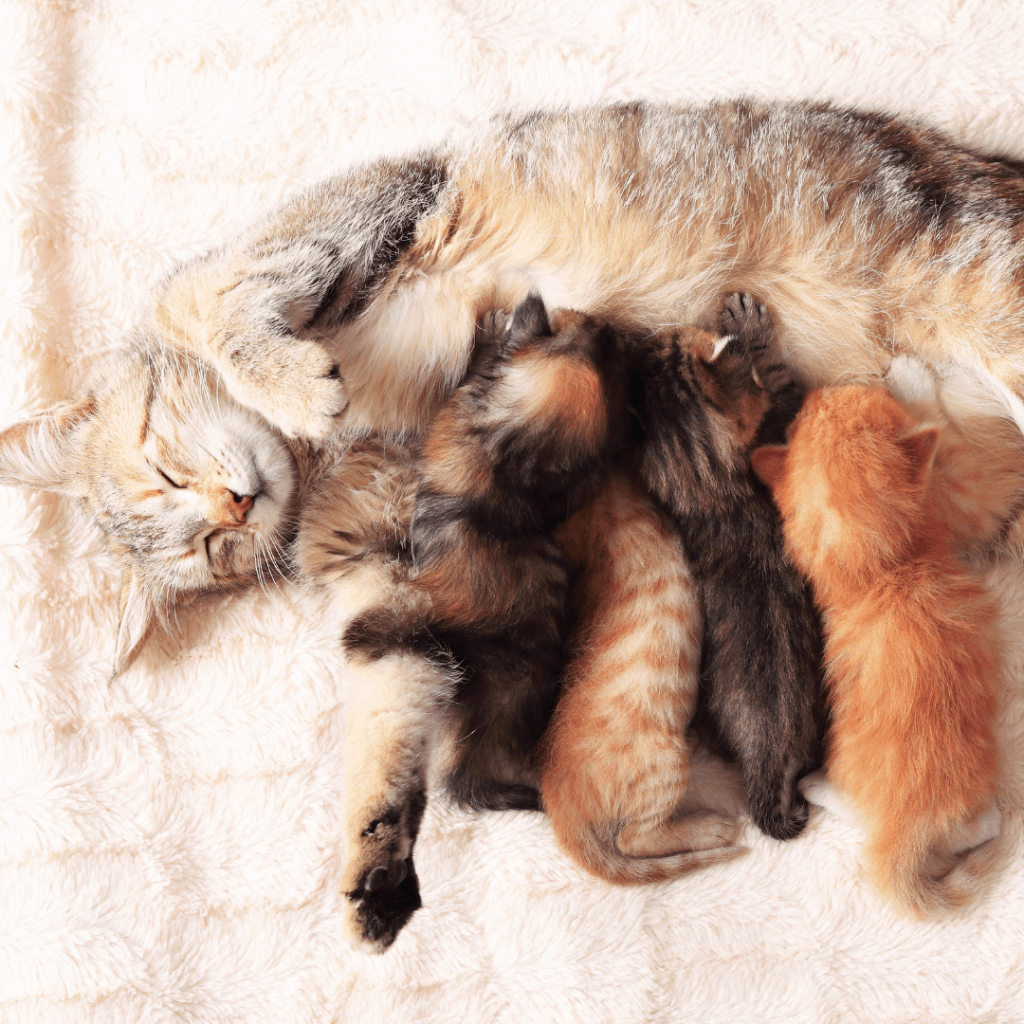 Mothers day