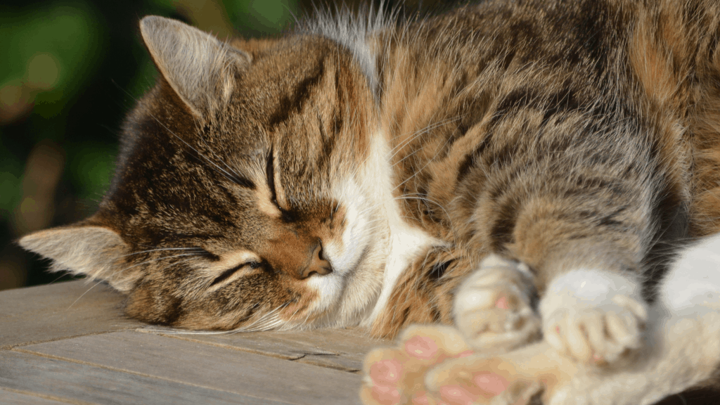 Reasons to Adopt a Cat