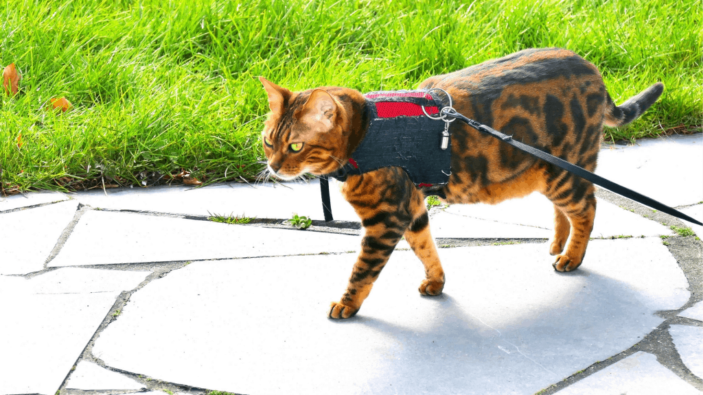 Best Cat Harnesses