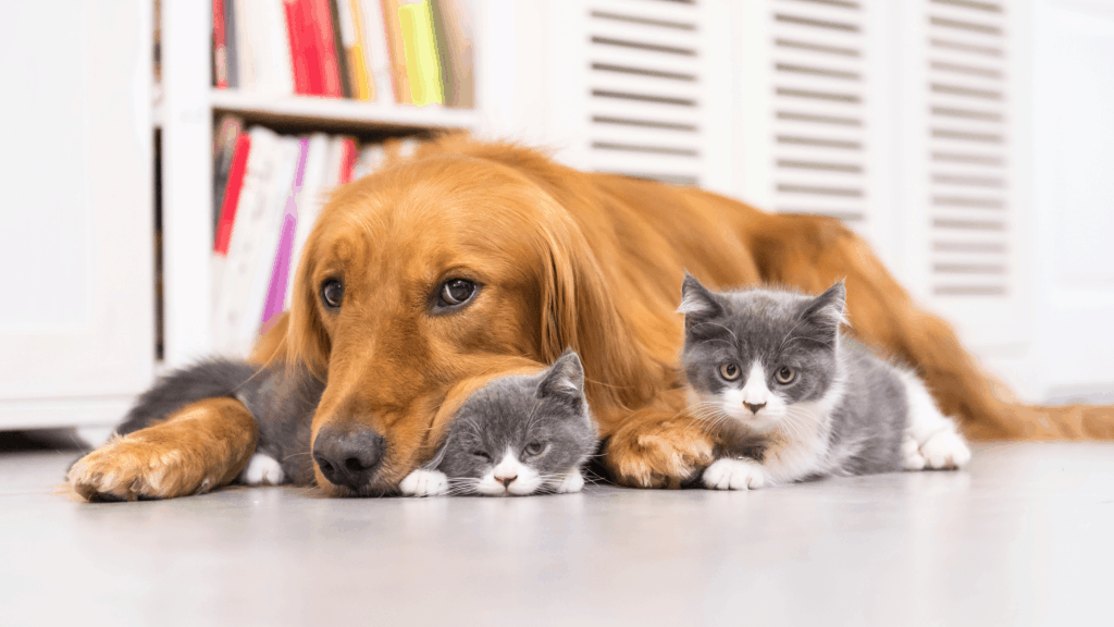 Multiple pet homes