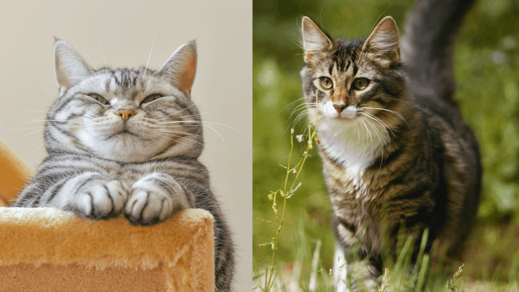 outdoor vs. indoor cats