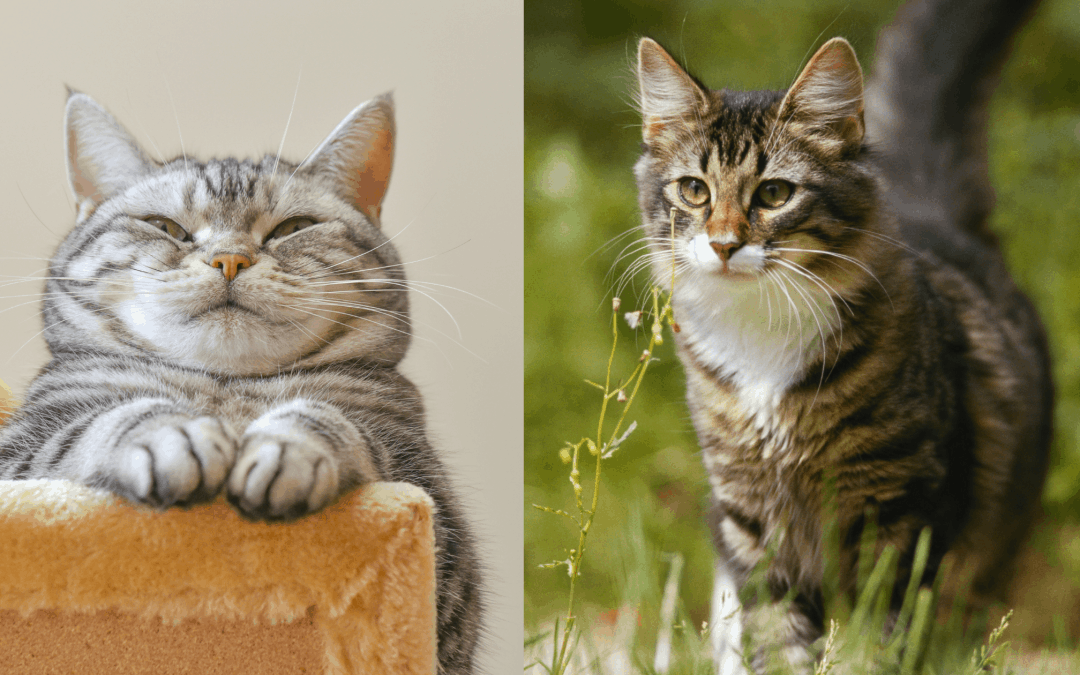 Indoor vs Outdoor Cats: Pros and Cons