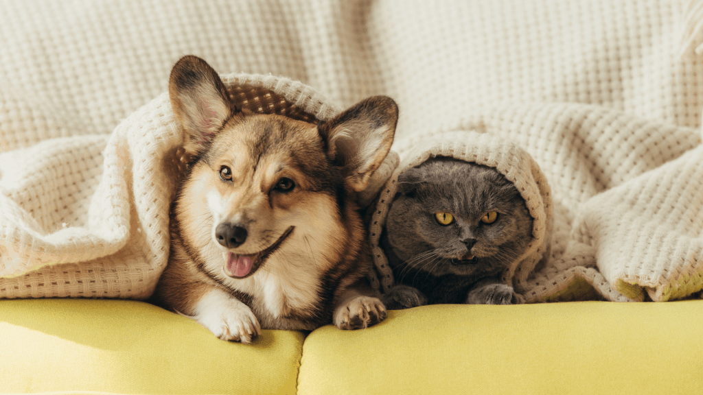 Pet sitting vs. Boarding