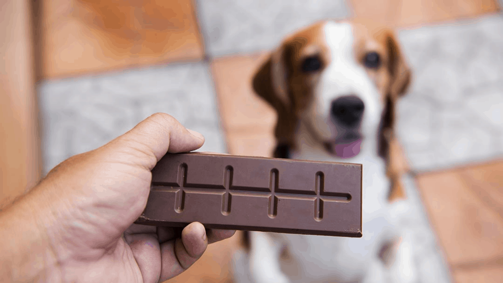 Chocolate bad for dogs