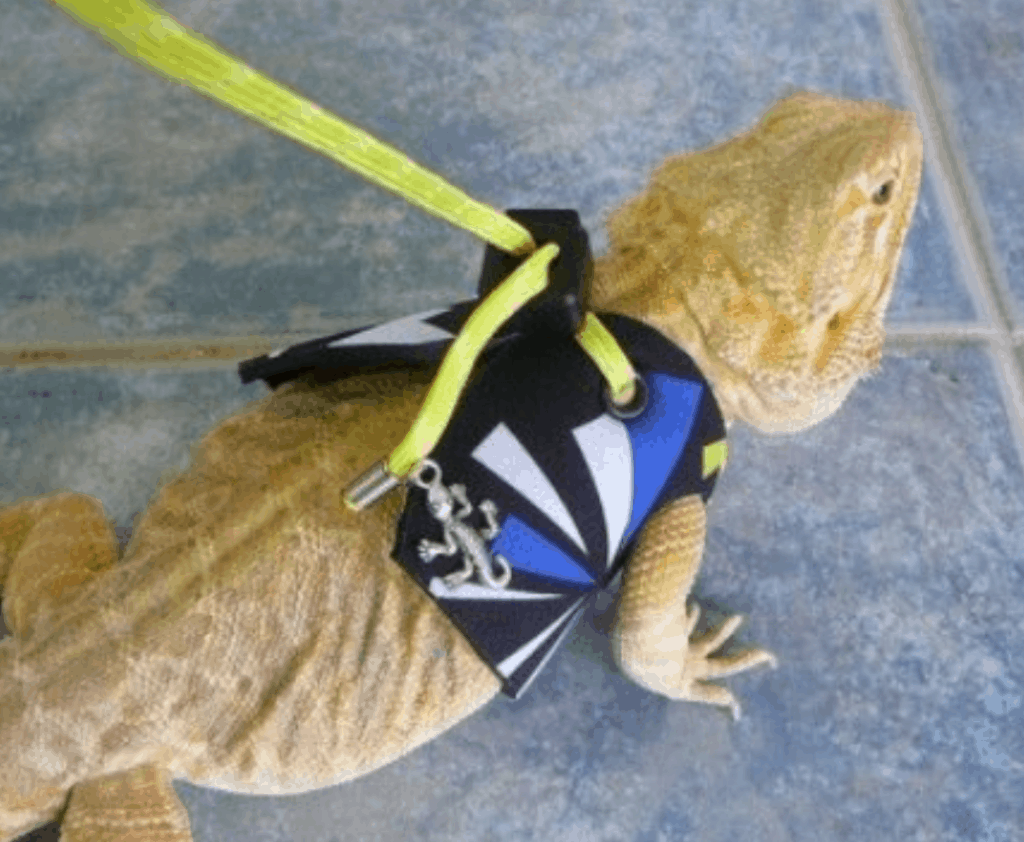 Leash training Bearded Dragons